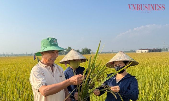 Phương pháp sạ hàng kết hợp vùi phân giúp giảm chi phí sản xuất 9,3 triệu đồng/ha.