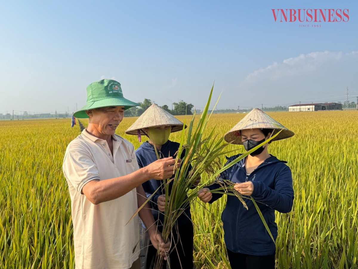 Phương pháp sạ hàng kết hợp vùi phân giúp giảm chi phí sản xuất 9,3 triệu đồng/ha.