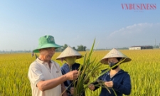 Phương pháp sạ hàng kết hợp vùi phân giúp giảm chi phí sản xuất 9,3 triệu đồng/ha.