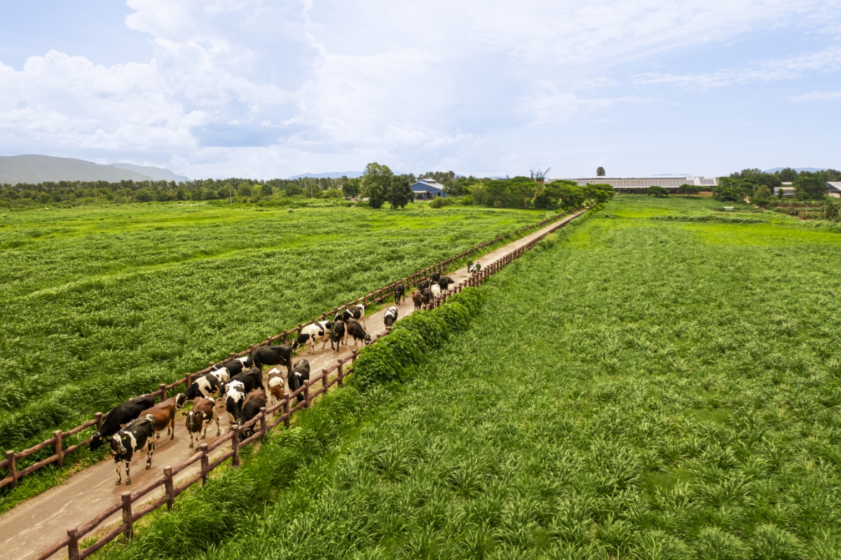 Từ tầm nhìn tự chủ nguồn nguyên liệu sữa tươi trong nước, đến nay, Vinamilk đã có 15 trang trại đạt các chuẩn mực quốc tế như Global S.L.P., ISO 9001:2015, EU Organic (Ảnh: Minh Anh).