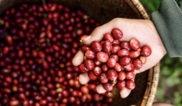 Giá cà phê Tây Nguyên lấy lại sắc xanh, tiến sát 93.000 đồng/kg
