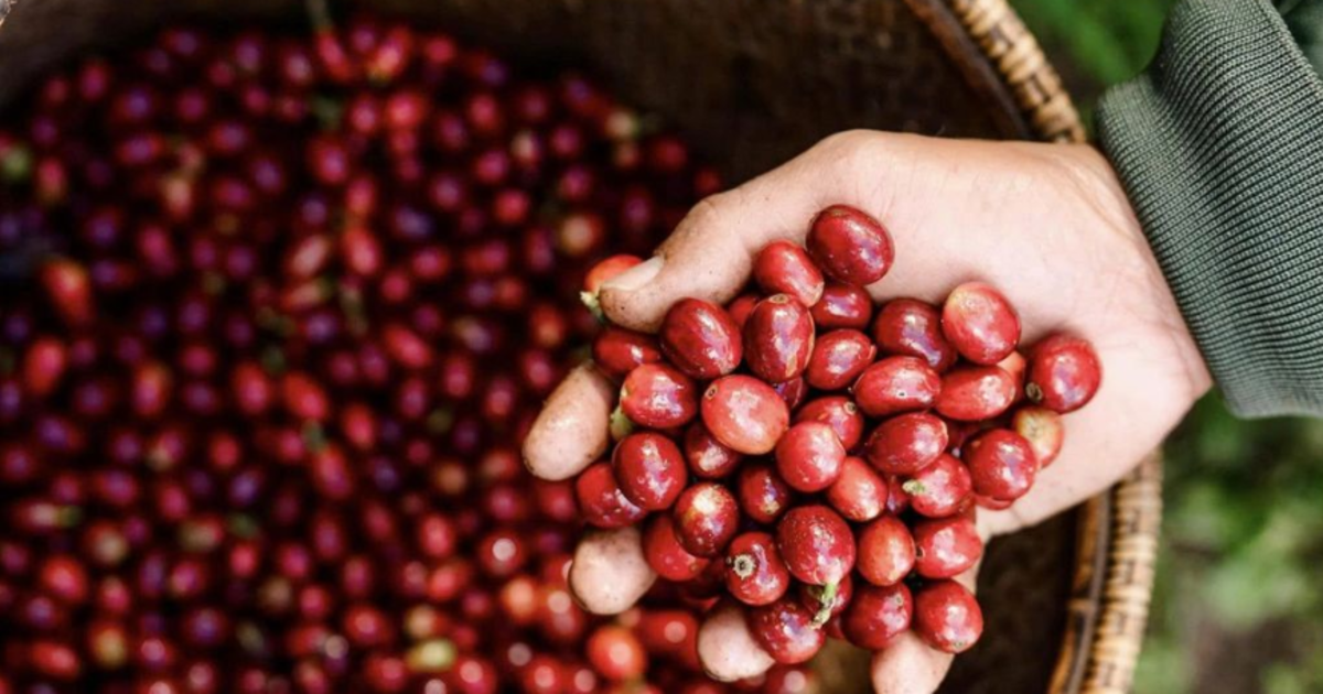 Giá cà phê nội địa tăng mạnh, đạt 93.000 đồng/kg