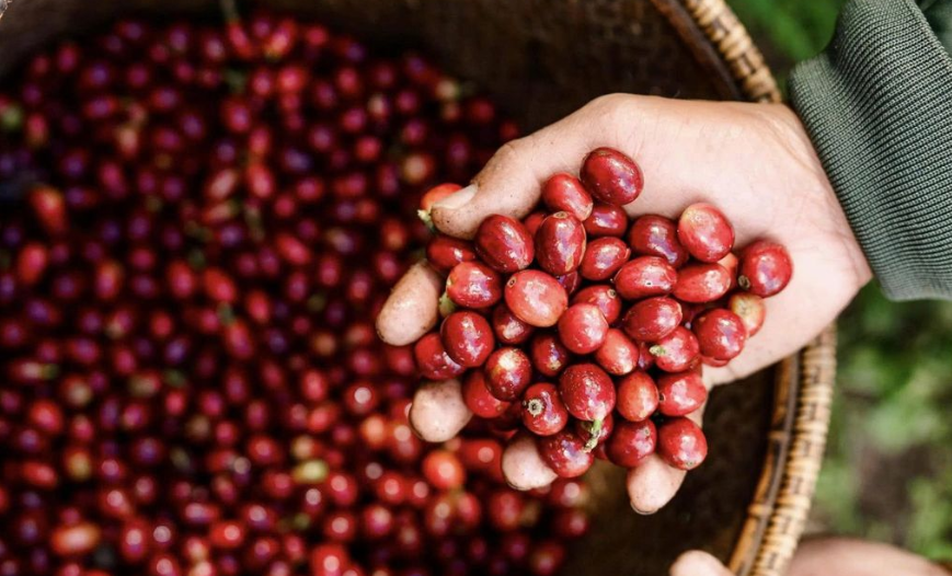 Giá cà phê nhân xô đồng loạt tăng thêm 1.000 đồng/kg trên toàn khu vực Tây Nguyên.