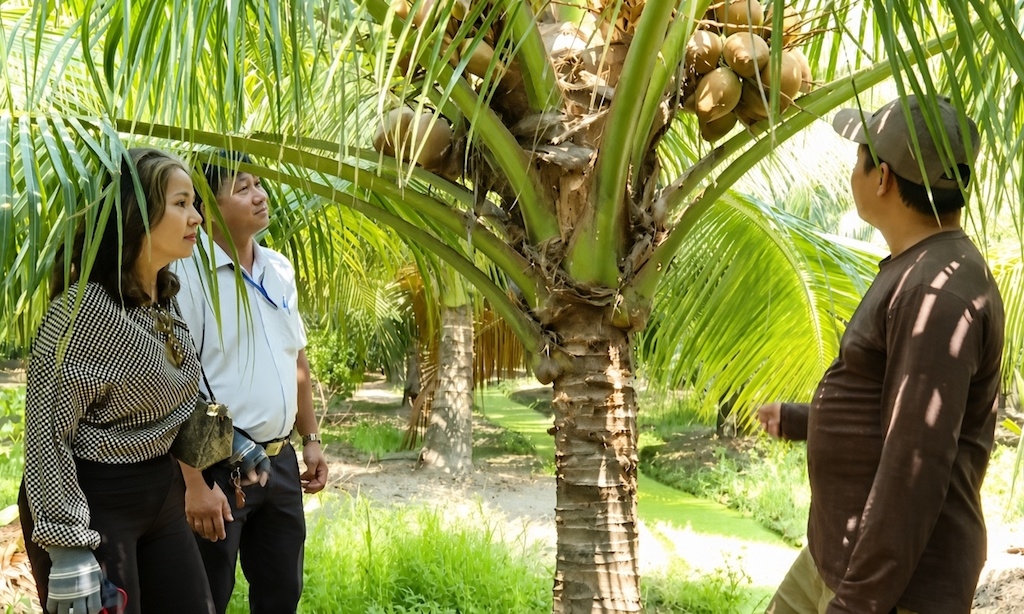 HTX Thành Công Đạo Thạnh tổ chức thu mua nông sản tại vườn, giúp thành viên chủ động đầu ra, giảm chi phí vận chuyển và hạn chế khâu trung gian.
