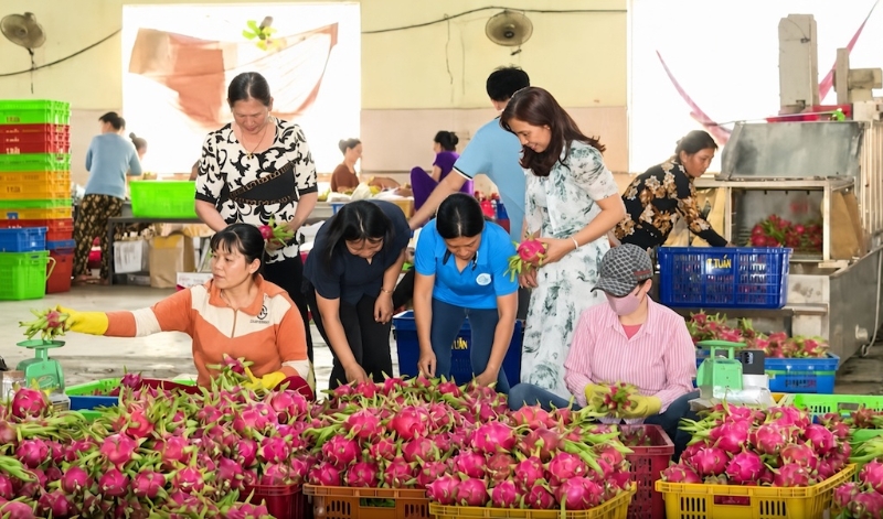 Bước chuyển mình trong sản xuất của phụ nữ Đơn Dương: Từ tổ liên kết đến HTX rau sạch