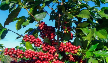Giá cà phê Tây Nguyên tăng gần 1.000 đồng/kg, bất chấp đà giảm thế giới