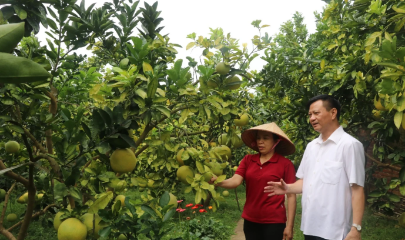 Thành phố Bắc Ninh có nhóm cây ăn quả chủ lực gồm cam, bưởi, táo và ổi với tổng diện tích khoảng 11.650ha.
