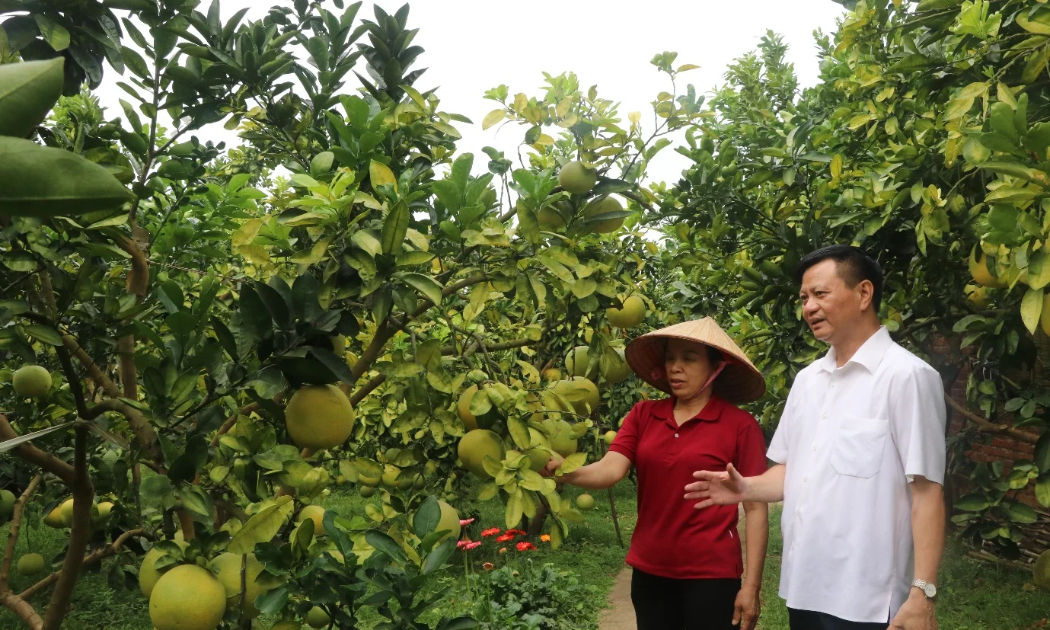 Thành phố Bắc Ninh có nhóm cây ăn quả chủ lực gồm cam, bưởi, táo và ổi với tổng diện tích khoảng 11.650ha.