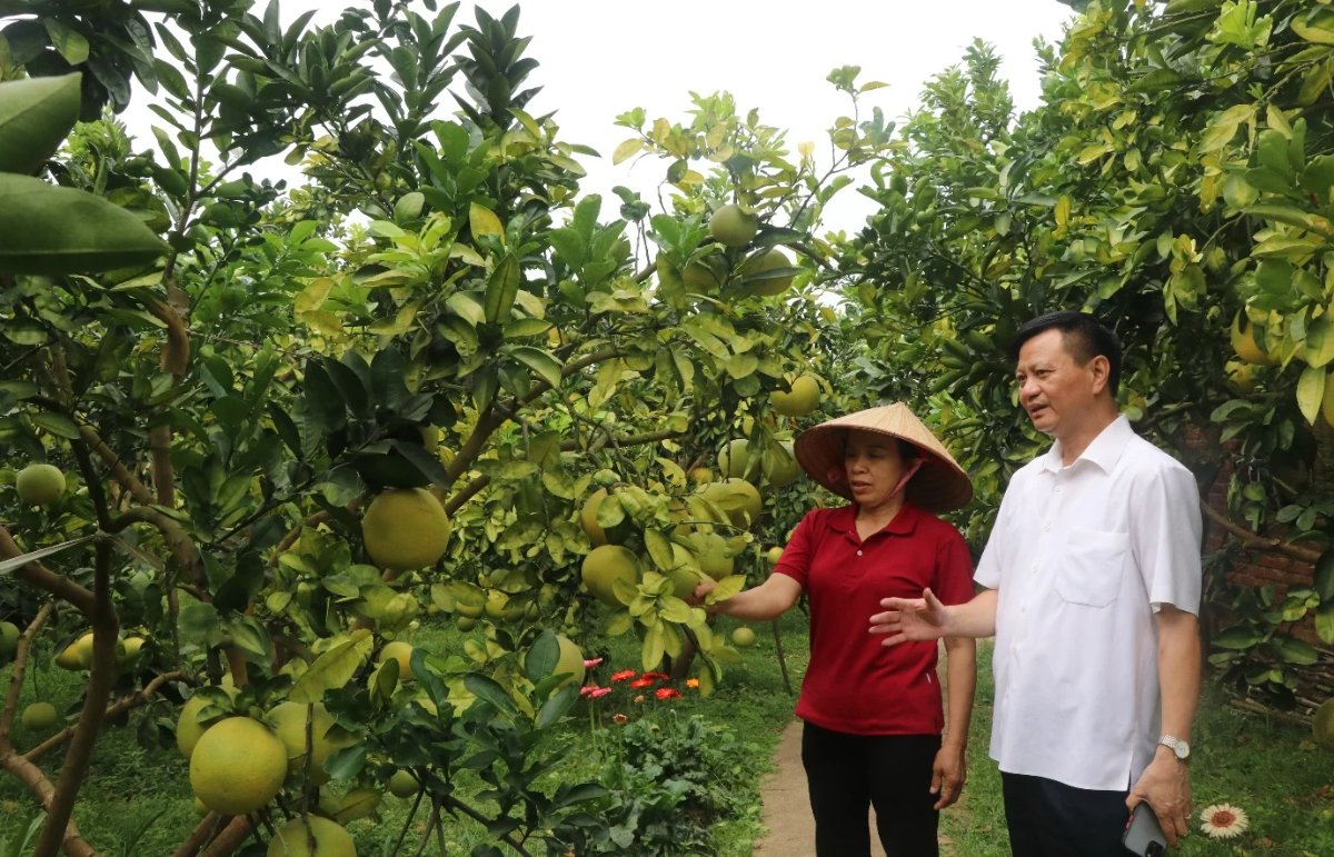 Thành phố Bắc Ninh có nhóm cây ăn quả chủ lực gồm cam, bưởi, táo và ổi với tổng diện tích khoảng 11.650ha.