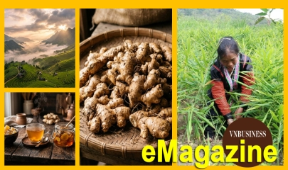 Bước ngoặt giúp người dân Nậm Chày thắng lớn với cây gừng