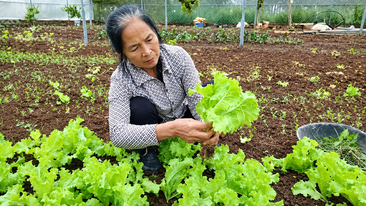 Bà Nguyễn Thị Luyến đưa HTX Tự Nhiên phát triển và trở thành mô hình sản xuất tiêu biểu ở Sơn La.