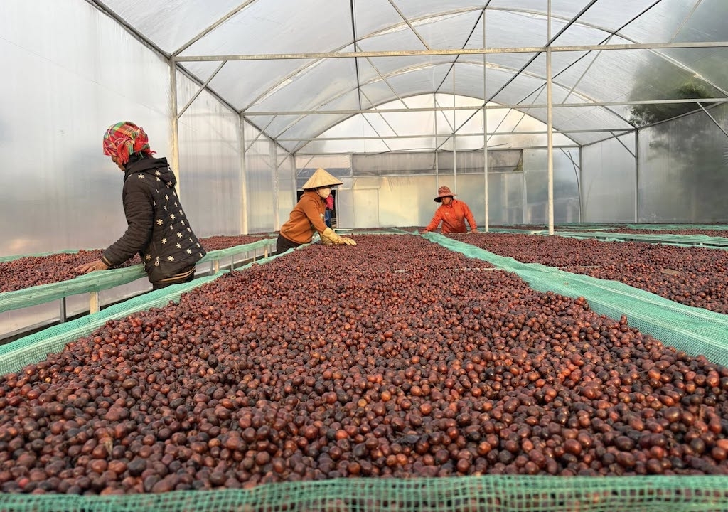 Vùng nguyên liệu cà phê Khe Sanh là nền tảng để HTX tổ chức sản xuất, kiểm soát chất lượng và nâng cao thu nhập cho người dân địa phương.