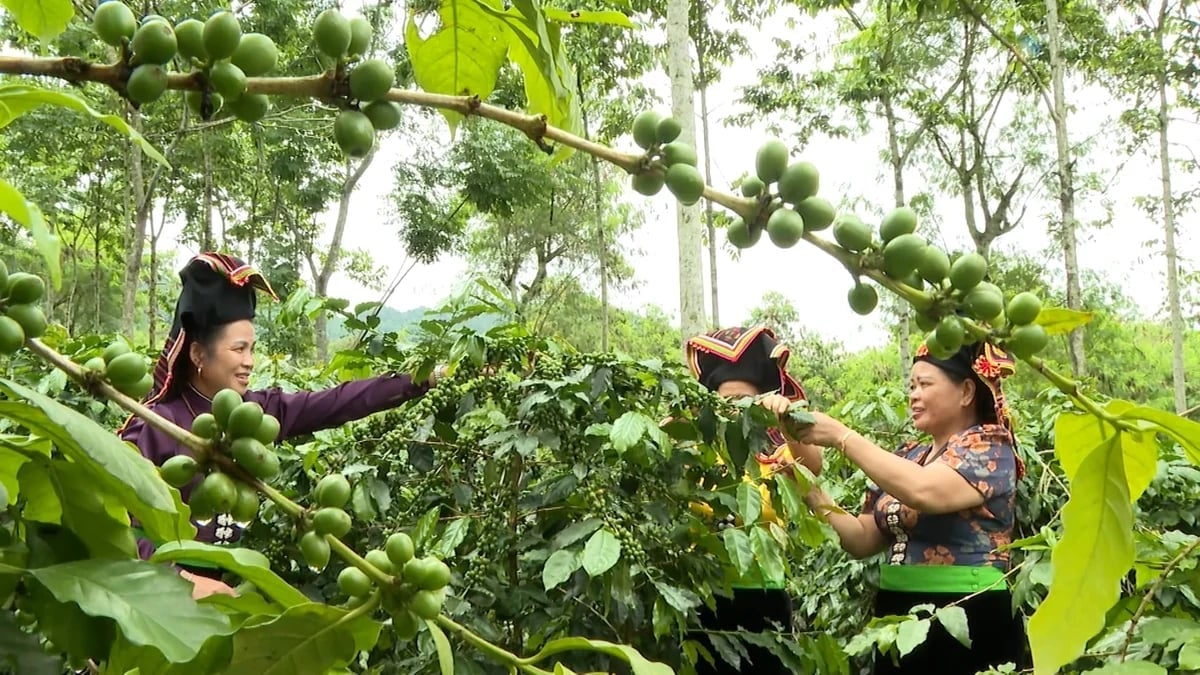Dây chuyền sàng lọc và chế biến cà phê công nghệ hiện đại