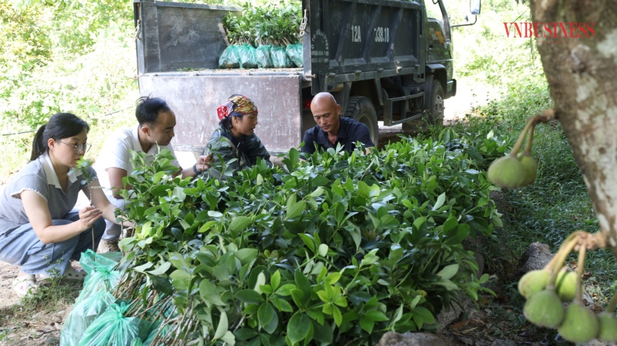 Người dân tại tỉnh Lạng Sơn nhận cây hồi giống về trồng.