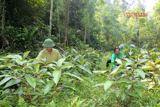 Trồng dược liệu dưới tán rừng đang được nhiều hộ dân tại Lạng Sơn triển khai thực hiện.