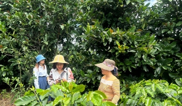 Cà phê Khe Sanh mở hướng nhân rộng mô hình đo lường dấu chân carbon