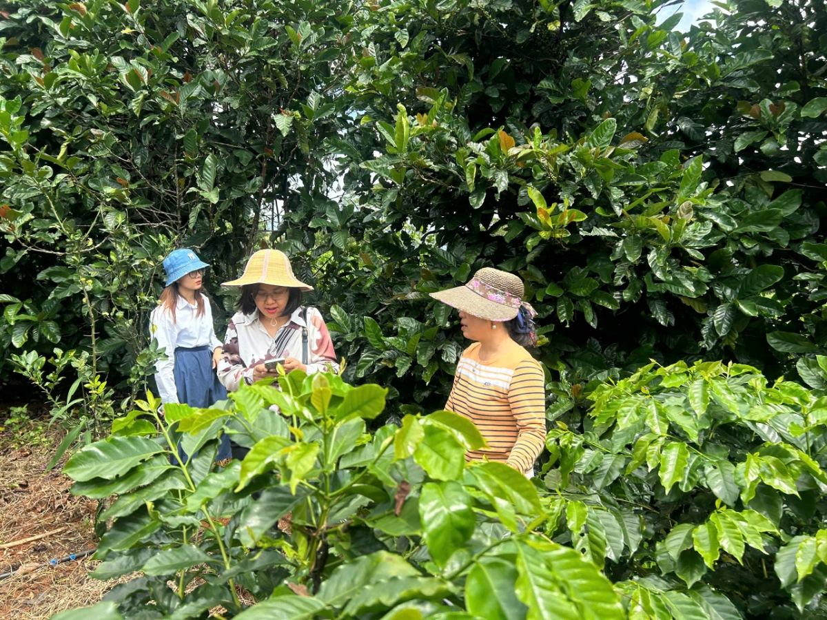 Kinh nghiệm từ Khe Sanh cho thấy, trước khi tính đến chi phí thẩm tra hay chứng nhận, hợp tác xã cần xây dựng hệ thống ghi chép và lưu trữ dữ liệu sản xuất có thể kiểm tra, truy xuất.