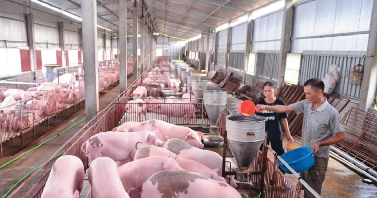 Giá lợn hơi giảm sâu trên cả nước, nhiều nơi xuống 45.000 đồng/kg