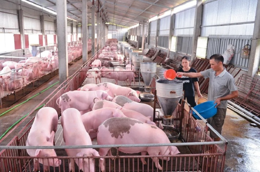 Giá lợn hơi liên tục giảm trong những ngày gần đây, khiến người chăn nuôi lo ngại.