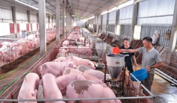 Giá lợn hơi giảm sâu trên cả nước, nhiều nơi xuống 45.000 đồng/kg