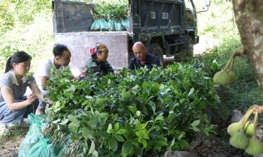 Trồng dược liệu dưới tán rừng đang tạo thêm nhiều giá trị kinh tế cho người trồng.