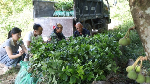 Trồng dược liệu dưới tán rừng đang tạo thêm nhiều giá trị kinh tế cho người trồng.