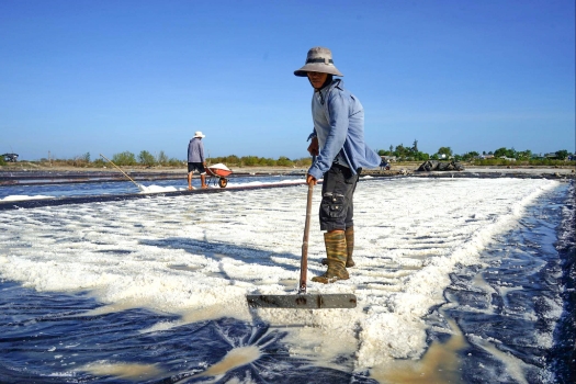 Các HTX tại tỉnh Lâm Đồng đang tạo việc làm cho người dân vùng đồng bào dân tộc thiểu số.