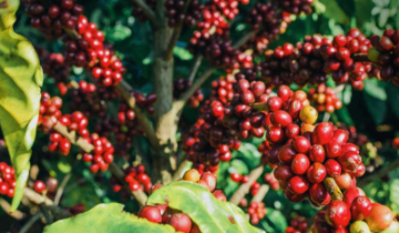 Sức ép điều chỉnh bao phủ thị trường cà phê: Giá nội địa lùi dần về mốc 88.000 đồng/kg