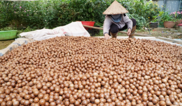 Mắc ca Lâm Đồng: HTX kết nối vùng nguyên liệu, nâng giá trị nông sản
