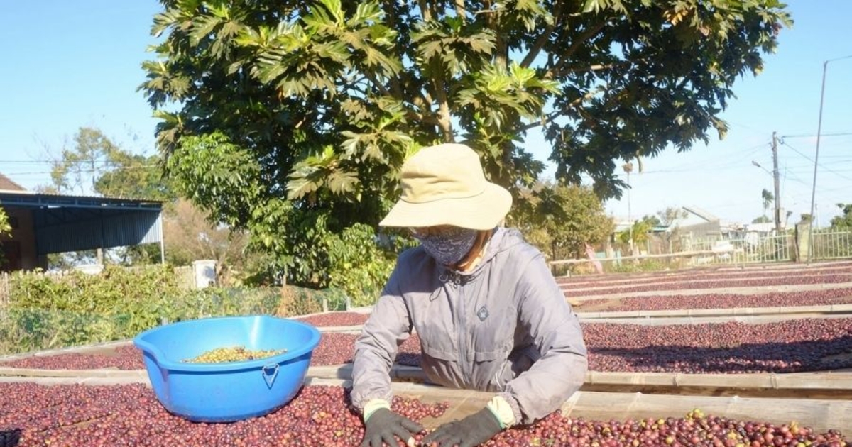 Giá cà phê nội địa tăng 200 đồng/kg, thị trường robusta phục hồi