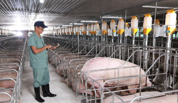 AI vào chuồng trại, doanh nghiệp chăn nuôi đối mặt bài toán dữ liệu