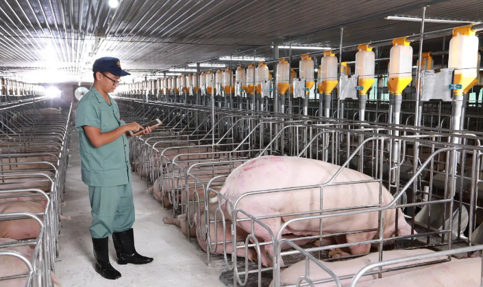 AI vào chuồng trại, doanh nghiệp chăn nuôi đối mặt bài toán dữ liệu