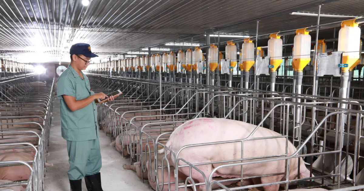 AI vào chuồng trại, doanh nghiệp chăn nuôi đối mặt bài toán dữ liệu