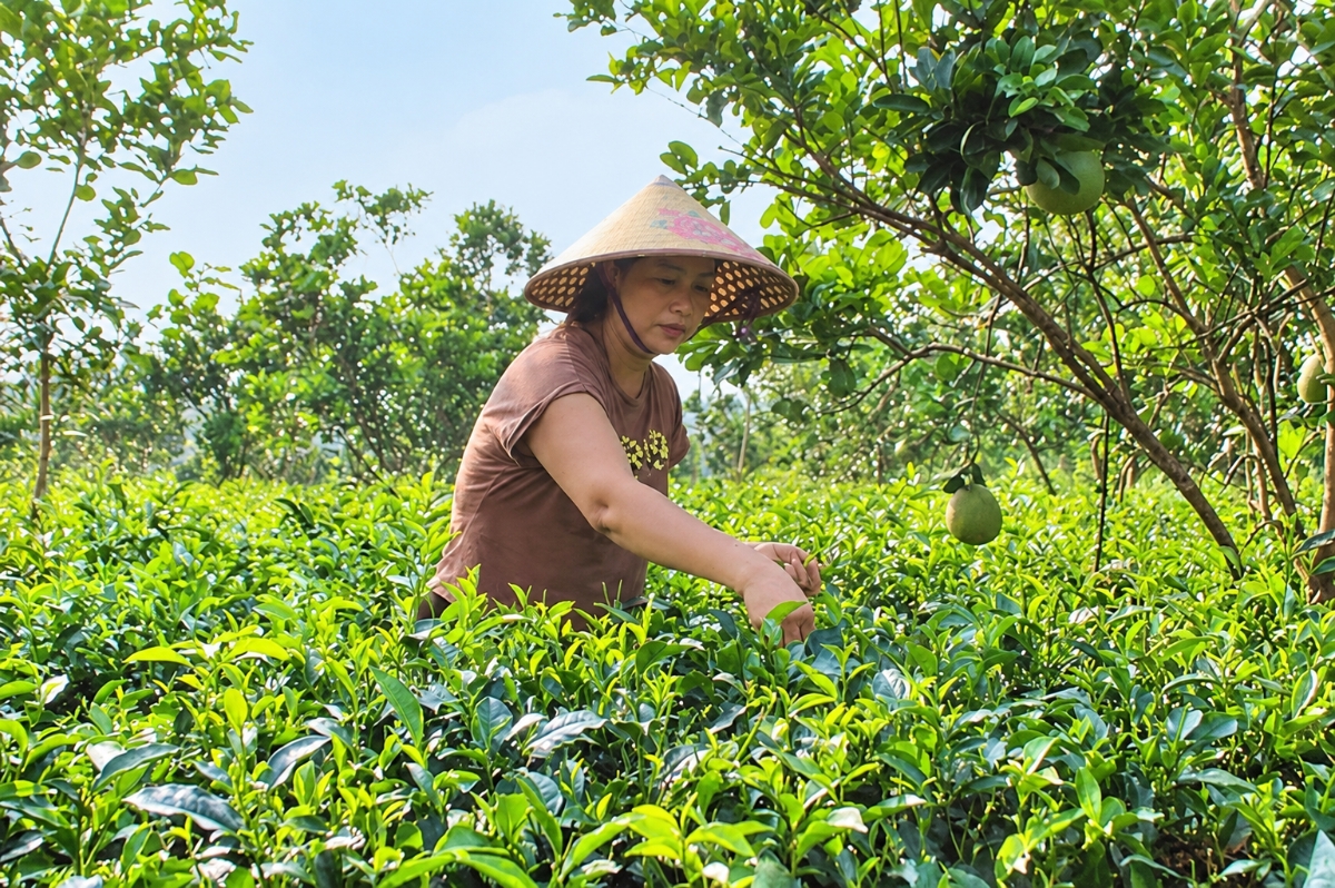 Bà Nguyễn Thị Thiết, thành viên HTX Yên Bài, thu hái chè tại vùng nguyên liệu của HTX.