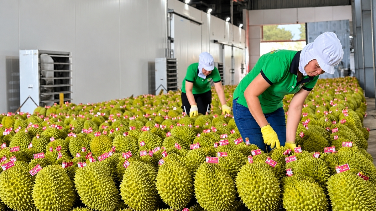 Công nhân phân loại sầu riêng trong kho lạnh.